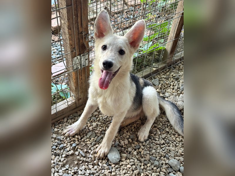 FÁELÁN - der " kleine Wolf " sucht sein Rudel...