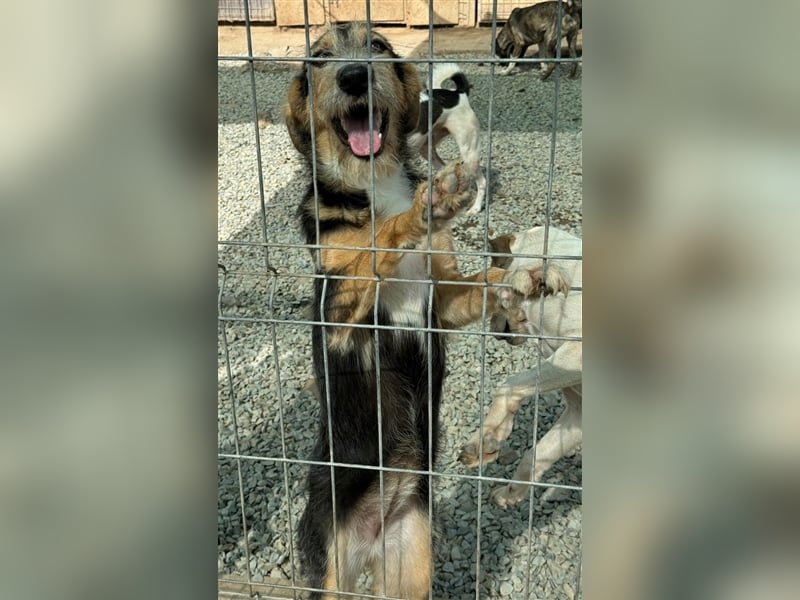 MINNIE - Lebensfreude auf Pfoten ...