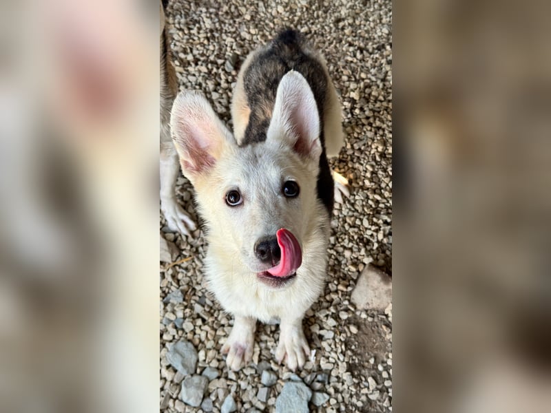 FÁELÁN - der " kleine Wolf " sucht sein Rudel...