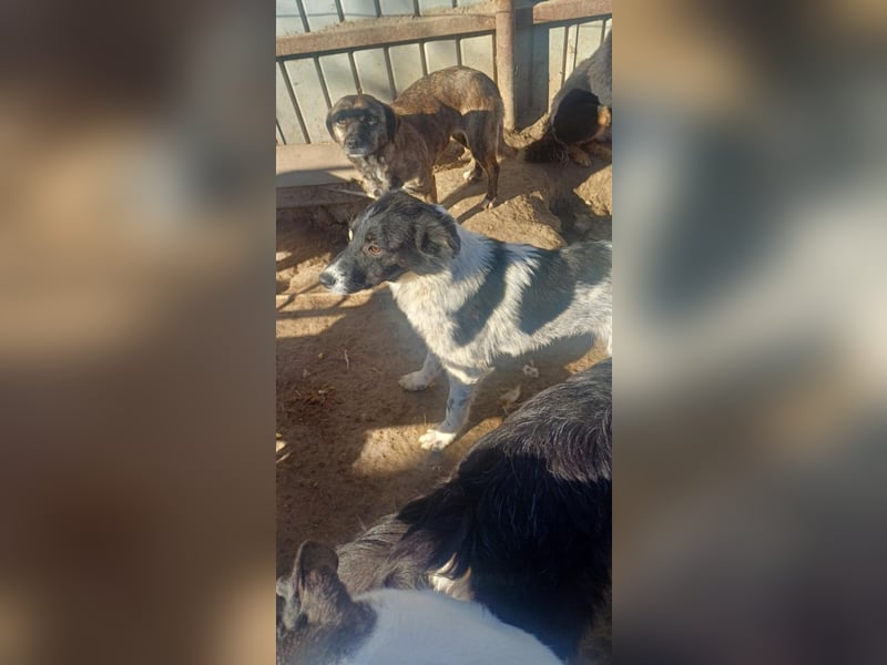 HELI sucht ihre Familie