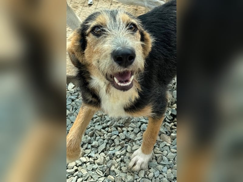 MINNIE - Lebensfreude auf Pfoten ...