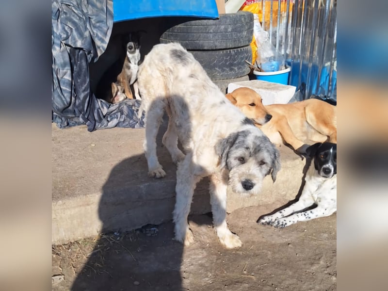 LARIS - ein Wuschel sucht seinen Platz für's Leben