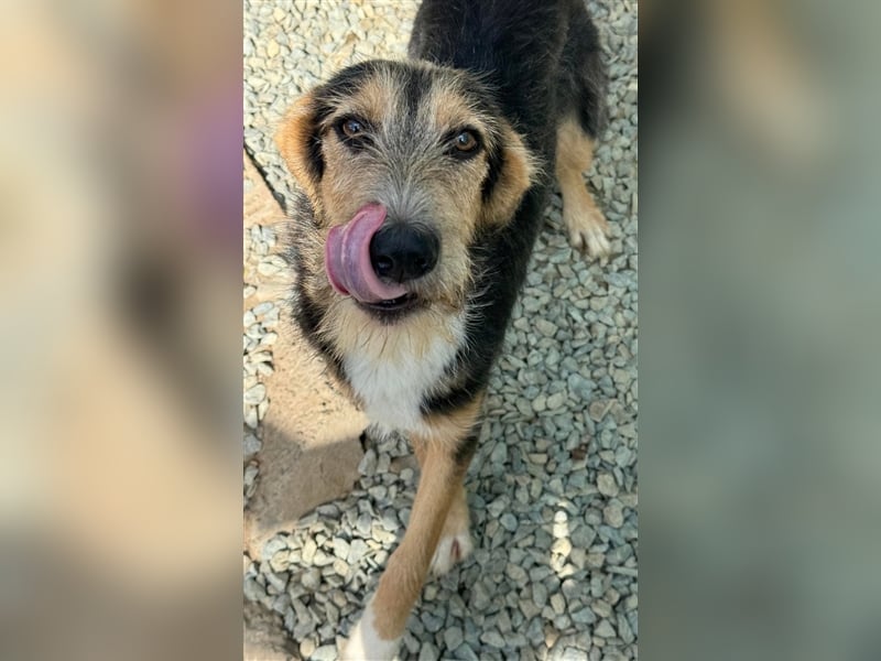 MINNIE - Lebensfreude auf Pfoten ...