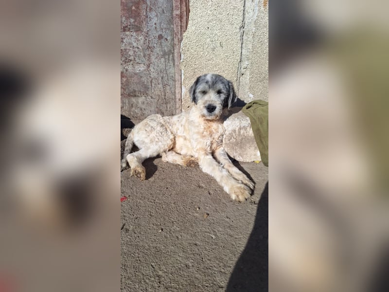 LARIS - ein Wuschel sucht seinen Platz für's Leben