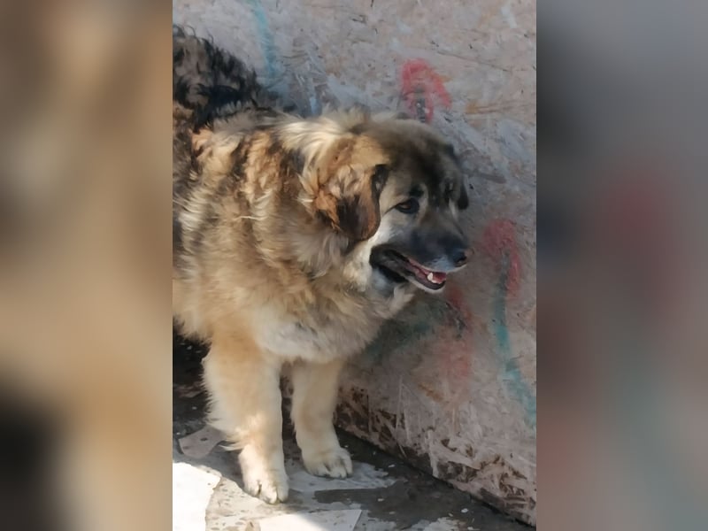 LISA wartet auf ihre Menschen...