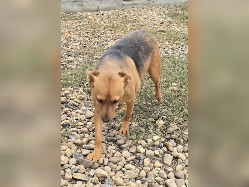 CREAMY wartet auf ihre Menschen