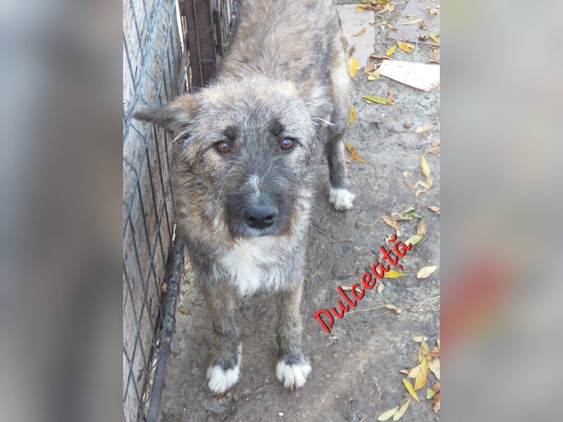 DULCE - die "Süsse" sucht ihren Platz für's Leben