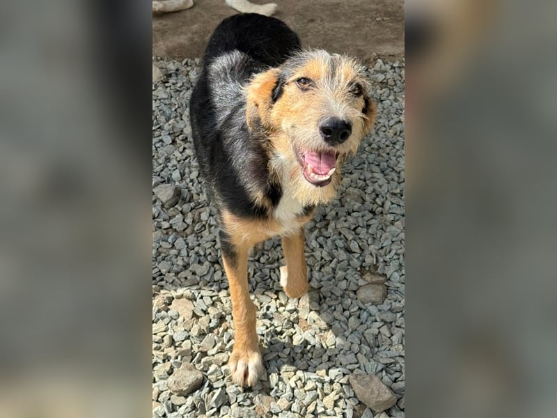 MINNIE - Lebensfreude auf Pfoten ...