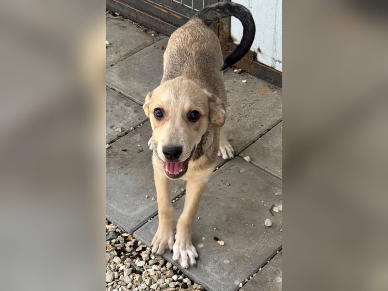 ZINO - Zuhause gesucht
