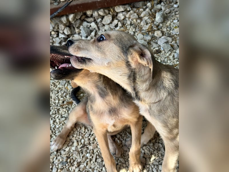 ZINO - Zuhause gesucht