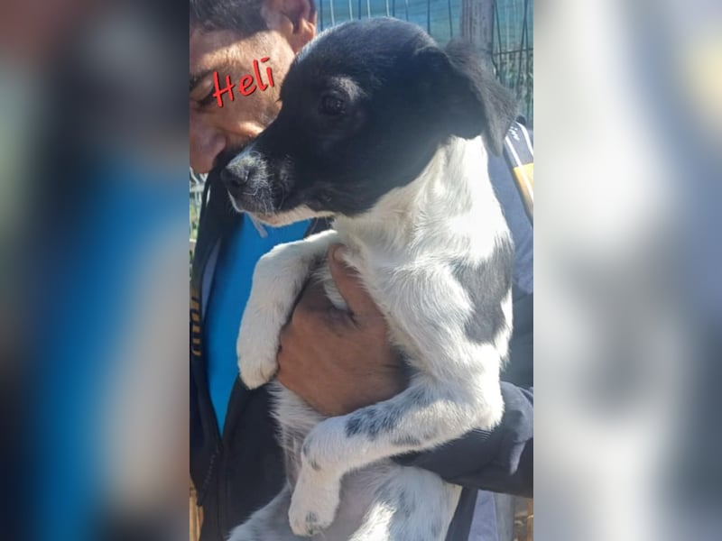 HELI sucht ihre Familie