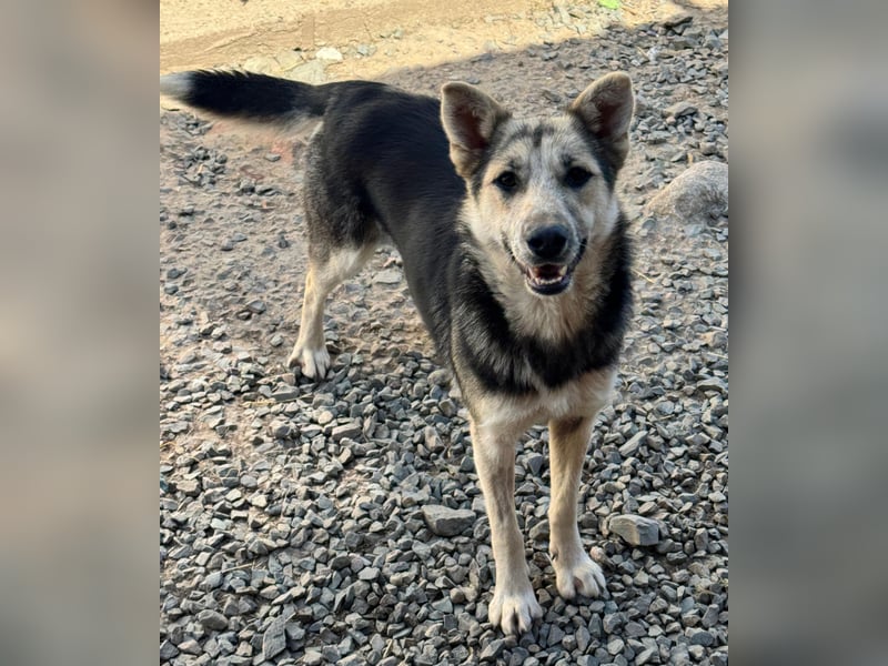 MALAIKA - manche Engel haben Flügel