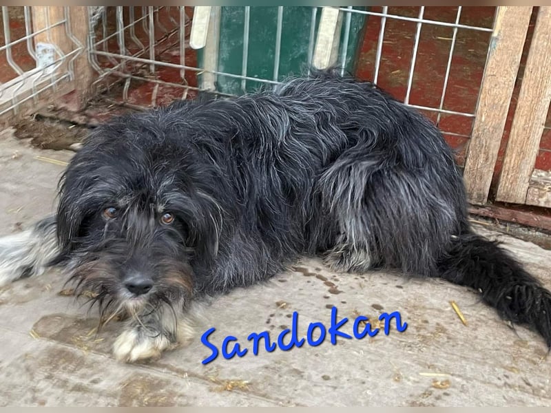 SANDOKAN - ein Wuschel sucht seine Familie