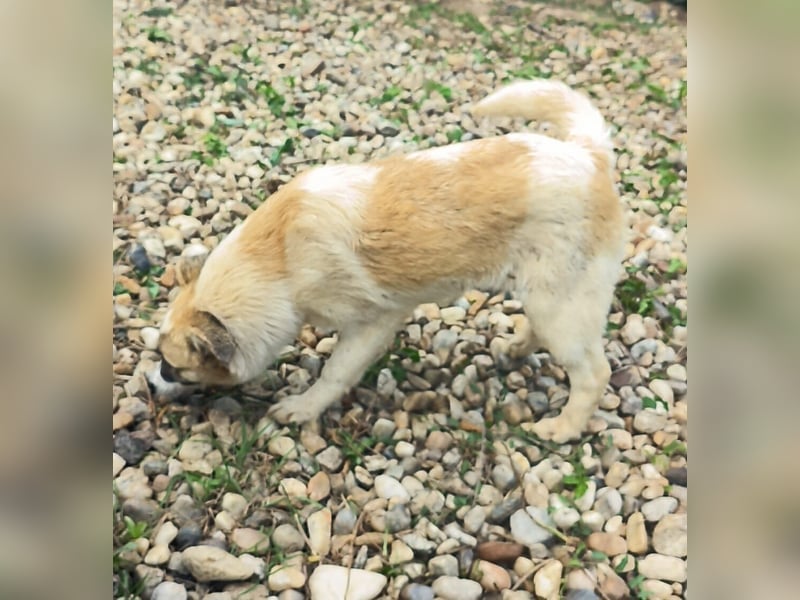 LEILA sucht eine Familie
