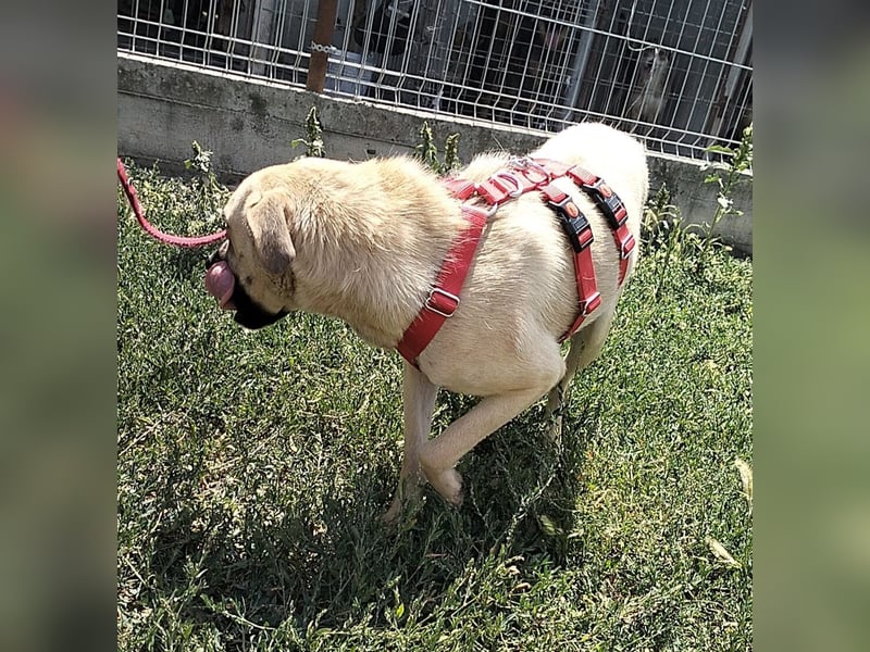 MAXI sucht Familienanschluss