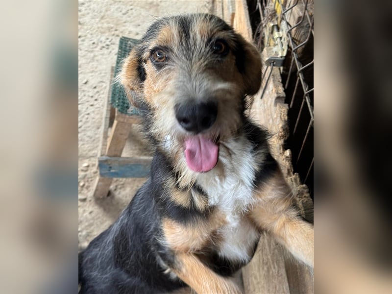 MINNIE - Lebensfreude auf Pfoten ...