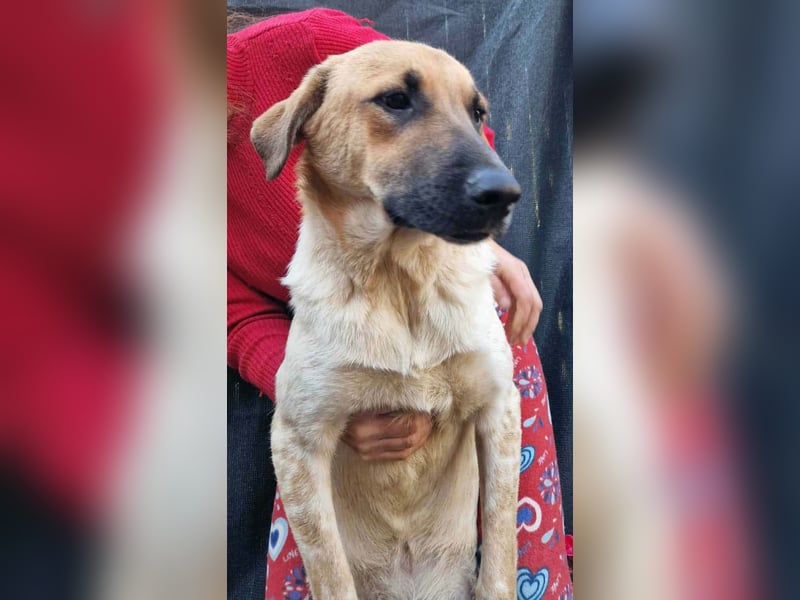 LUC - sucht seine Menschen