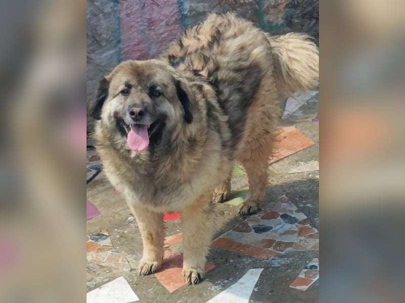 LISA wartet auf ihre Menschen...