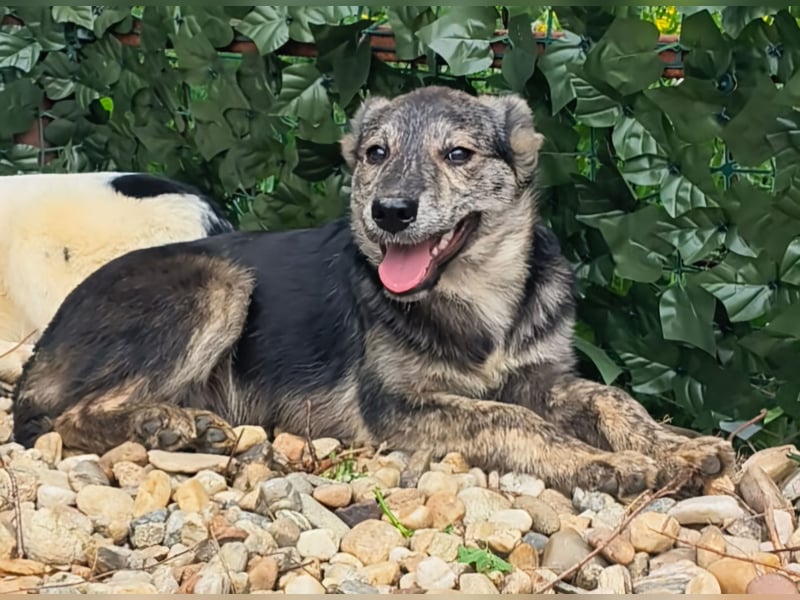 HERKULES - Hund sucht Mensch( en)