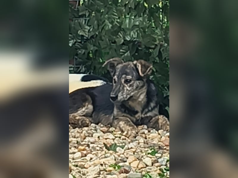 HERKULES - Hund sucht Mensch( en)