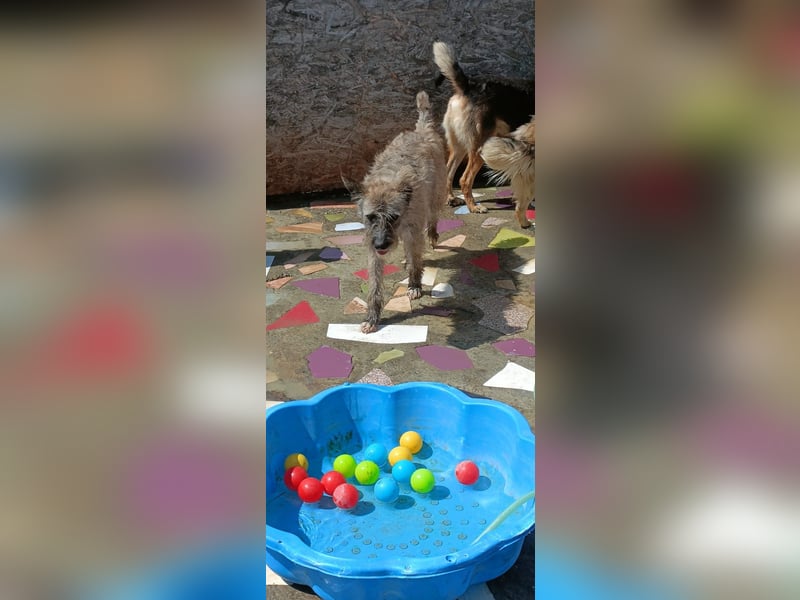 DULCE - die "Süsse" sucht ihren Platz für's Leben