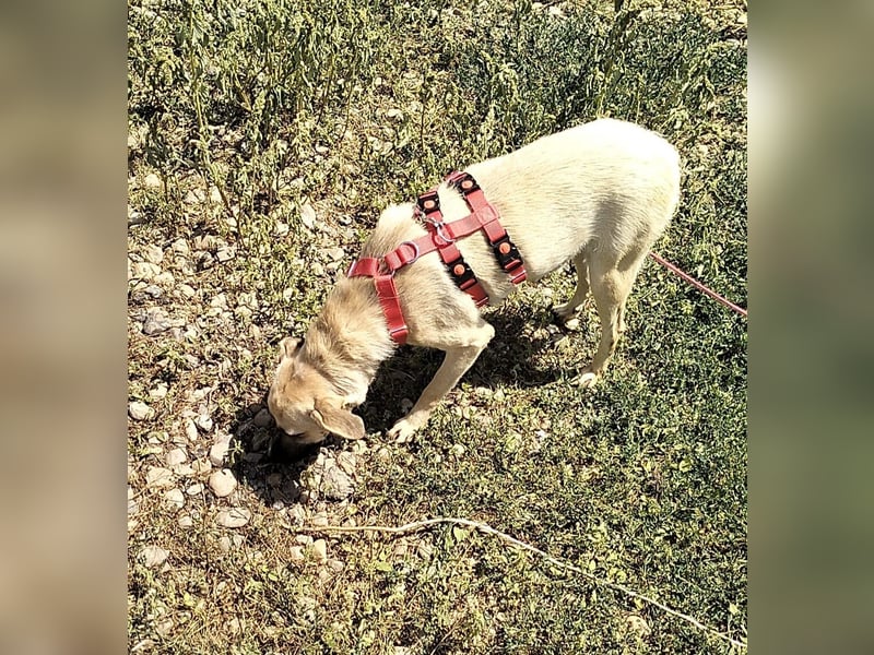 MAXI sucht Familienanschluss