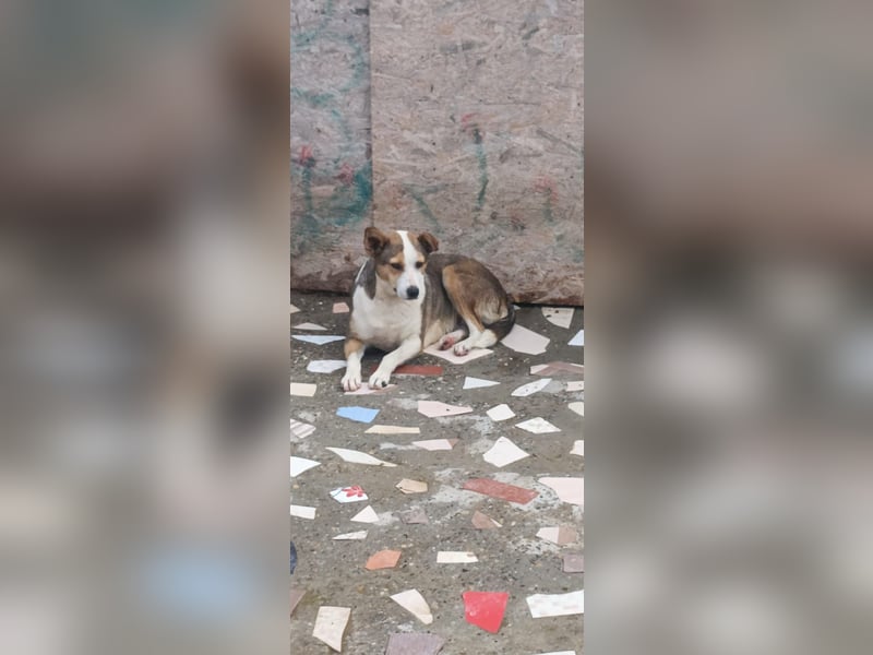 AMY - hätte gerne eine Chance...