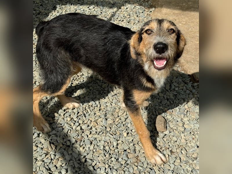 MINNIE - Lebensfreude auf Pfoten ...