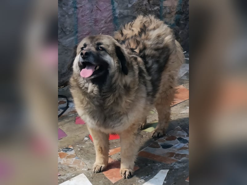 LISA wartet auf ihre Menschen...