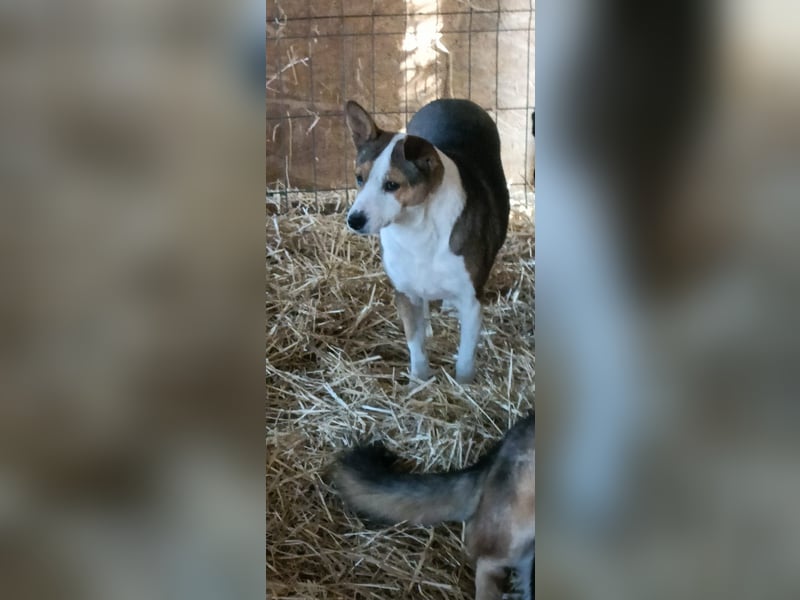 AMY - hätte gerne eine Chance...