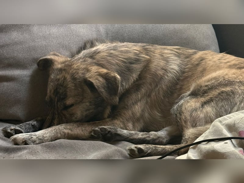 Max braucht dringend ein neues Zuhause