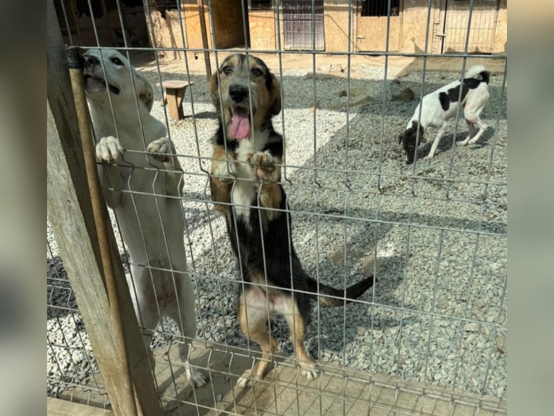 MINNIE - Lebensfreude auf Pfoten ...