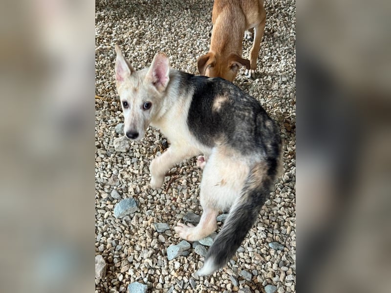 FÁELÁN - der " kleine Wolf " sucht sein Rudel...