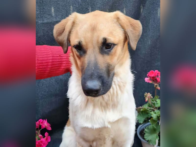 LUC - sucht seine Menschen