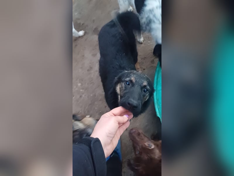 AMAYA - "Für- immer- Zuhause "gesucht