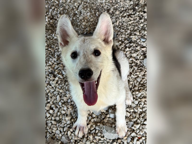 FÁELÁN - der " kleine Wolf " sucht sein Rudel...