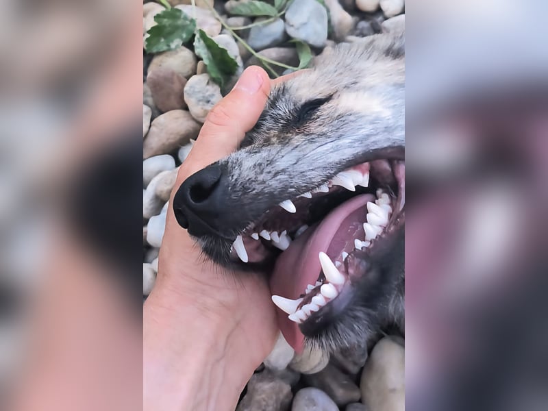 Max braucht dringend ein neues Zuhause