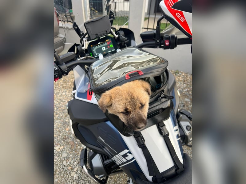 Lusi - Hundekind sucht seine Familie