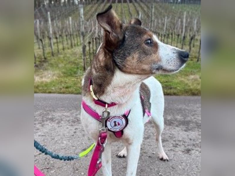 PRINCESS - sanfte, verschmuste Hündin sucht ihre Menschen