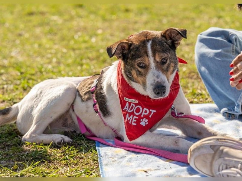 PRINCESS - sanfte, verschmuste Hündin sucht ihre Menschen