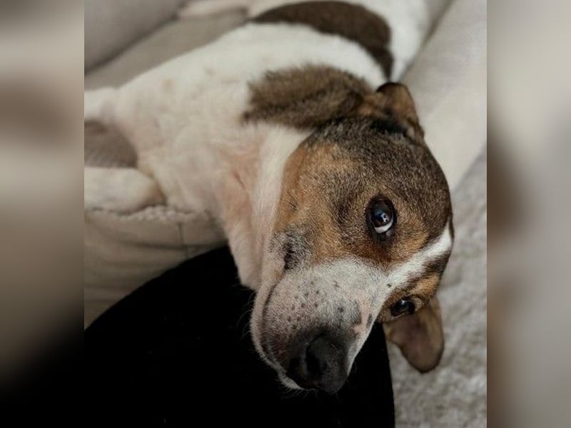 PRINCESS - sanfte, verschmuste Hündin sucht ihre Menschen