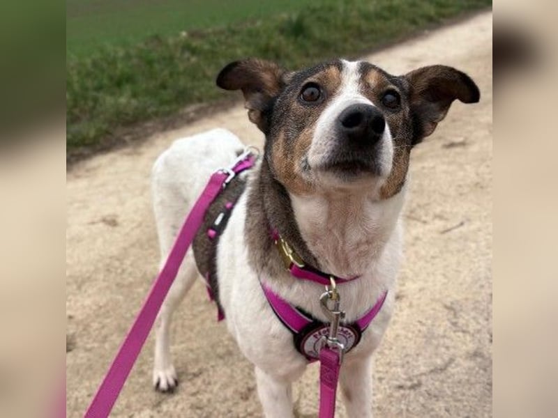 PRINCESS - sanfte, verschmuste Hündin sucht ihre Menschen