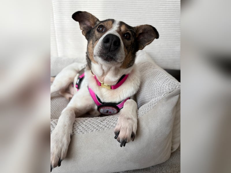 PRINCESS - sanfte, verschmuste Hündin sucht ihre Menschen