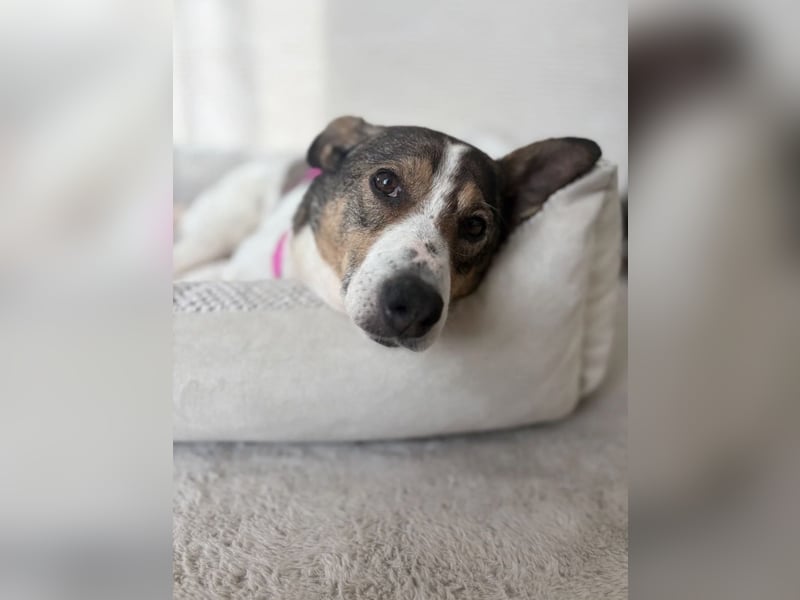 PRINCESS - sanfte, verschmuste Hündin sucht ihre Menschen