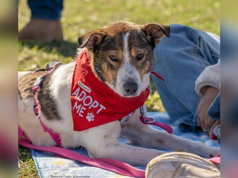 PRINCESS - sanfte, verschmuste Hündin sucht ihre Menschen