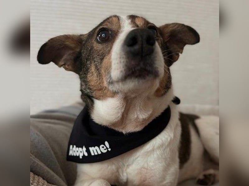 PRINCESS - sanfte, verschmuste Hündin sucht ihre Menschen