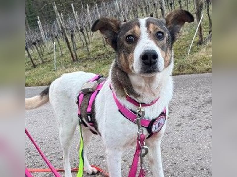 PRINCESS - sanfte, verschmuste Hündin sucht ihre Menschen