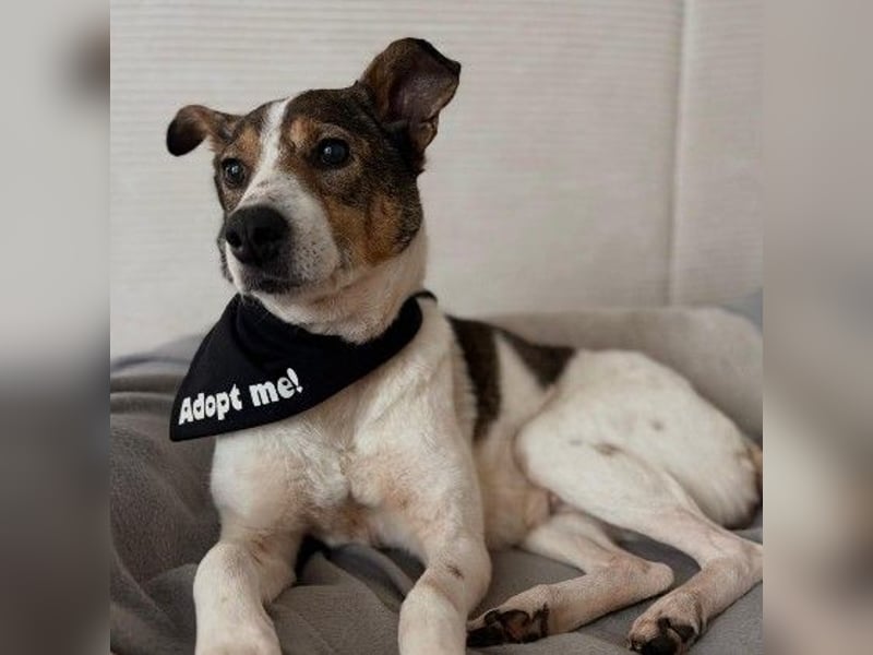 PRINCESS - sanfte, verschmuste Hündin sucht ihre Menschen