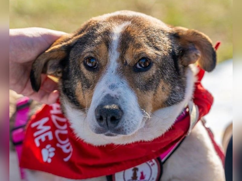 PRINCESS - sanfte, verschmuste Hündin sucht ihre Menschen