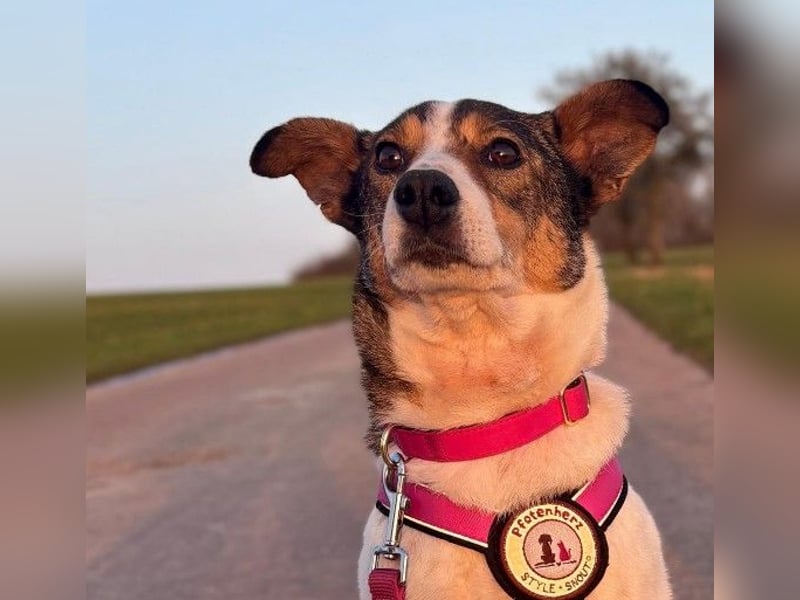 PRINCESS - sanfte, verschmuste Hündin sucht ihre Menschen